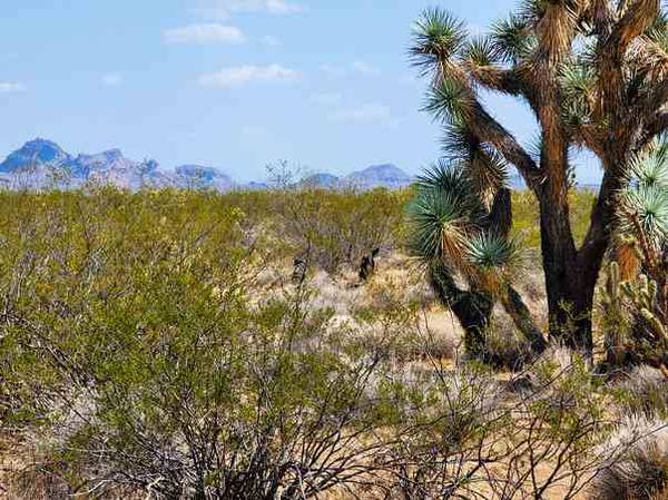 1.25 Acres Close to Kingman AND Grand Canyon West!