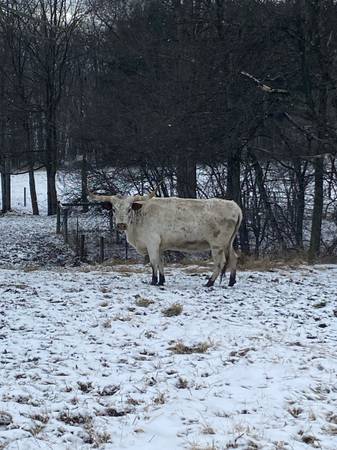 longhorn cows