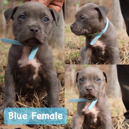 American XL Bully Pups