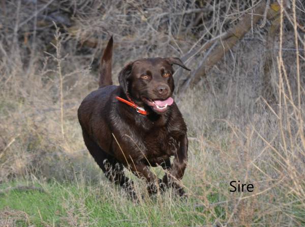 AKC Chocolate Lab Puppies!