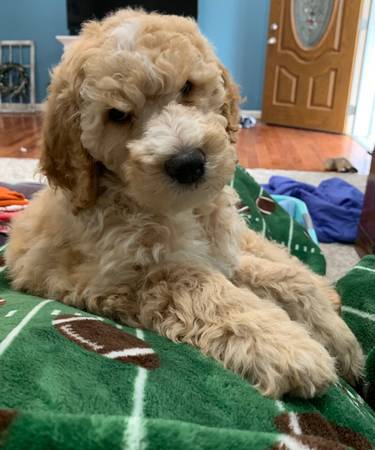 Goldendoodle