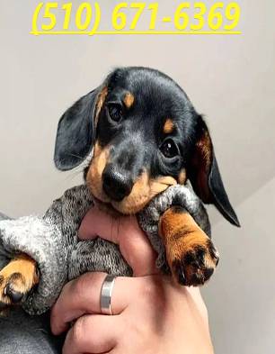 Dachshund-Looking for free small breed dog