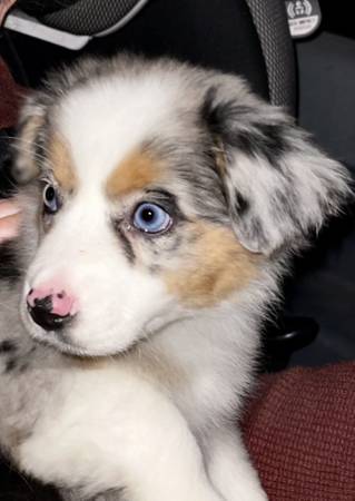 Australian Shepherd Mini Pup