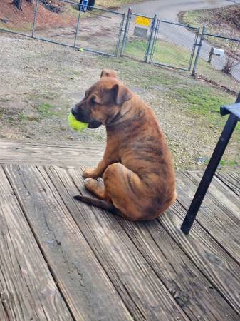 Pitbull pup brindle 15 weeks