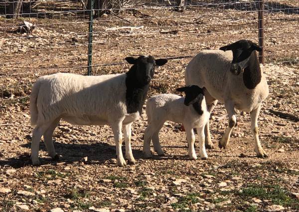 ?? Dorper Sheep ?? Plenty of NICE NICE young females!