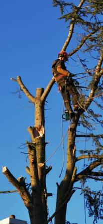 LOCAL TREE SERVICE