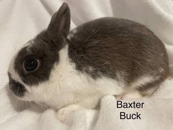 Netherland Dwarf Rabbit Breeding Pair with cages and nest box