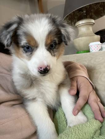 Australian Shepherd Mini Pup