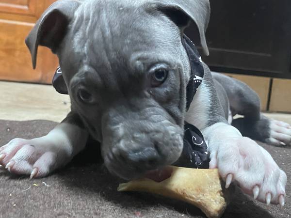 Grey Female Pitt (Tuxedo Fur Pattern)