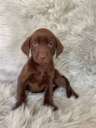 Chocolate lab puppies