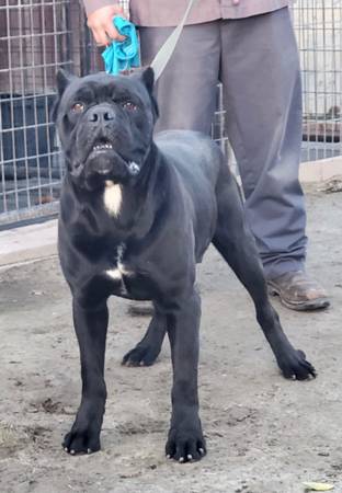 cane corso kennel