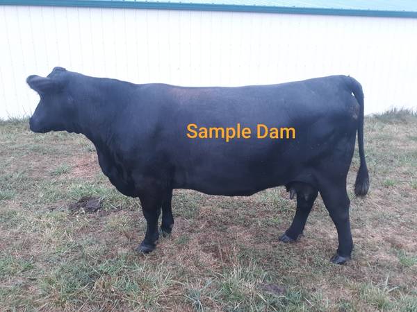 Black Angus Bulls