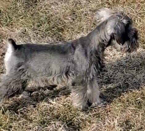 Rehoming Mini Schnauzers