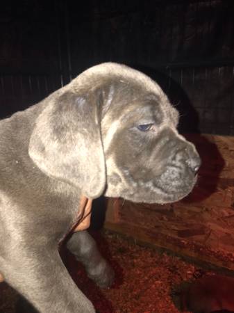 cane corso kennel