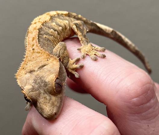 High End Hatchling Crested Geckos