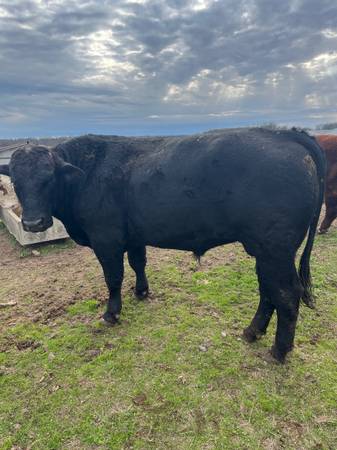 2yr old Brangus Bulls