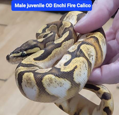 3 ball pythons for rehome