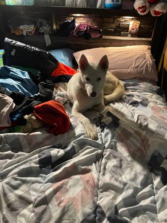 Husky looking for a home