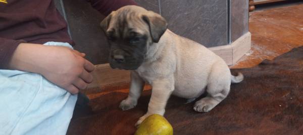 Valentine Mastiffs