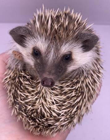 Hedgehogs for rehome