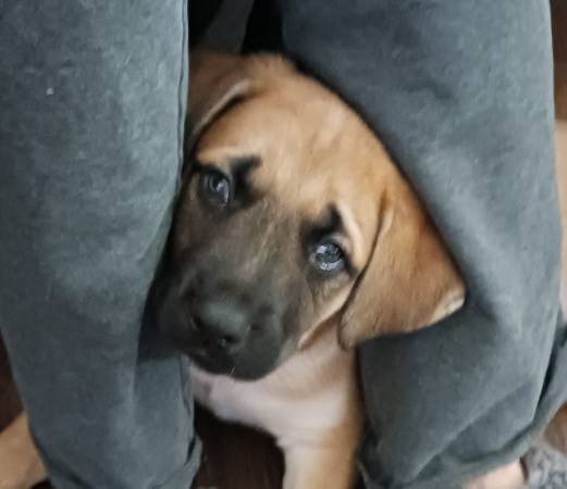 Mastiff/German shepherd puppies