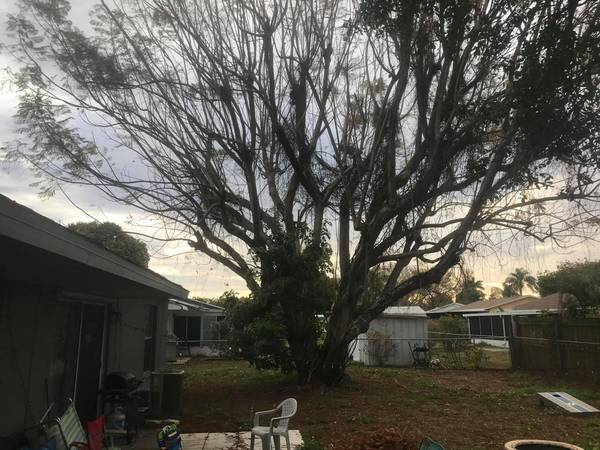 Tree service, tree trimming, tree removal, stump removal, hedge trim