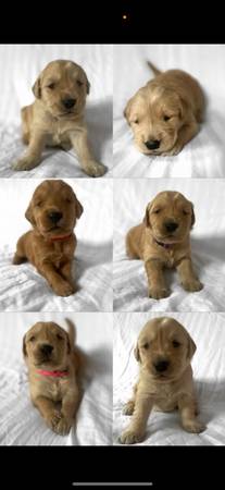 AKC Registered Golden Retrievers