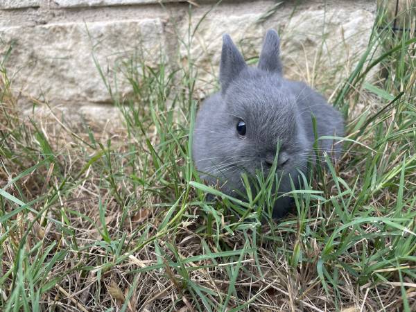 Netherland Dwarf Rabbit Breeding Pair with cages and nest box