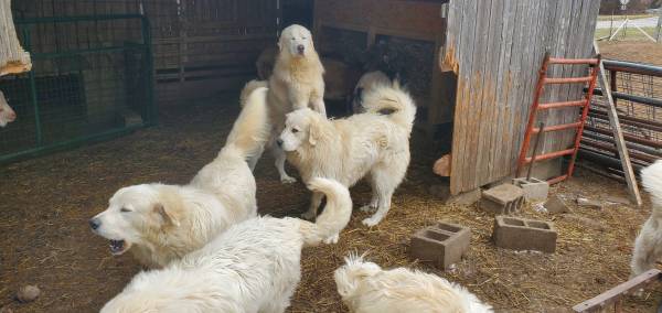 Great Pyrenees LGDs