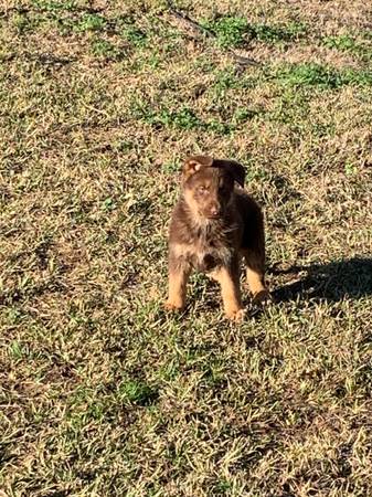 Liver German Shepherd puppies