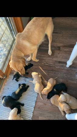 Lab/ Retriever Puppies