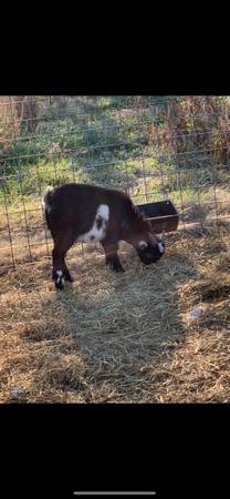 Male Goats