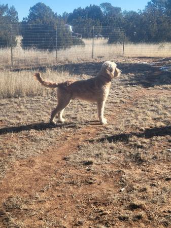 Goldendoodle Stud Service