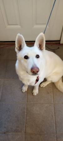 Rehoming a White German Shepherd