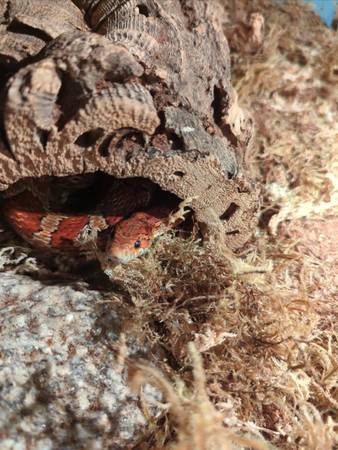 Corn snake and ball python rehome