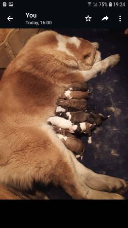 Central Asian Shepherd Puppies