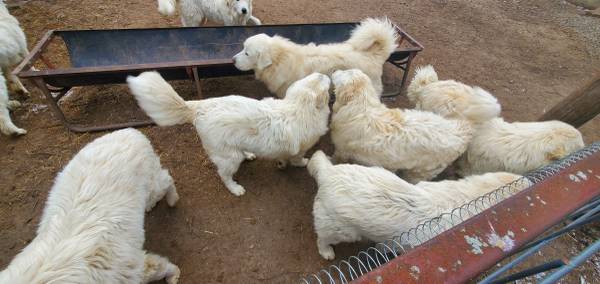 Great Pyrenees LGDs