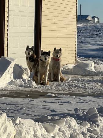 Husky Female 9 months