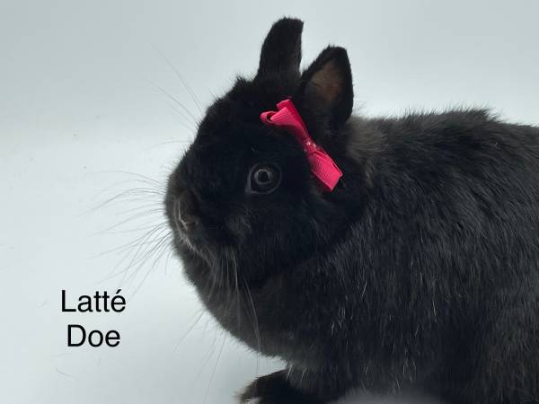 Netherland Dwarf Rabbit Breeding Pair with cages and nest box