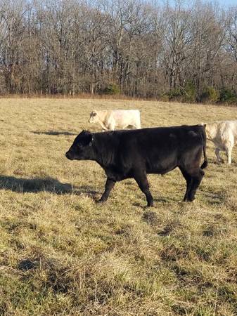 Black Angus Bulls