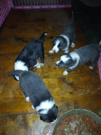 Border collie puppies