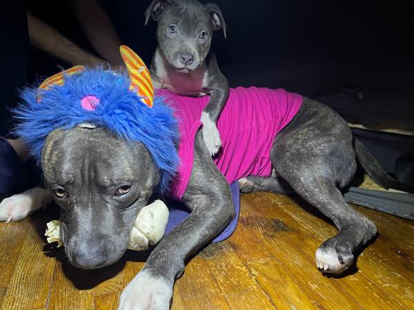 Grey Female Pitt (Tuxedo Fur Pattern)