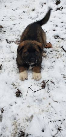 Mixed Puppies