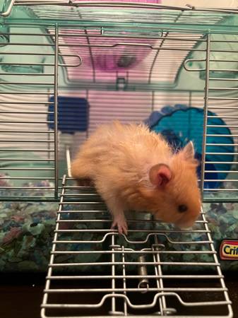 2 hamsters available for rehoming