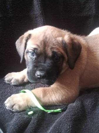 Bull mastiff puppies