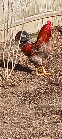 Blue Red Laced Wyandotte Rooster