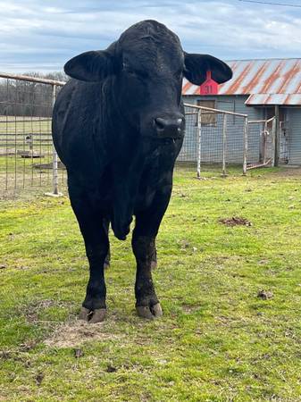 2yr old Brangus Bulls