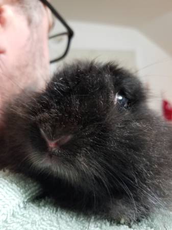 Adorable Fluffy Bunny