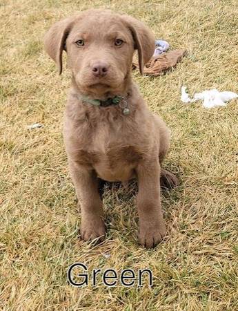 Chesapeake Bay Retrievers