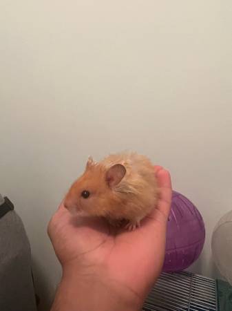 2 hamsters available for rehoming